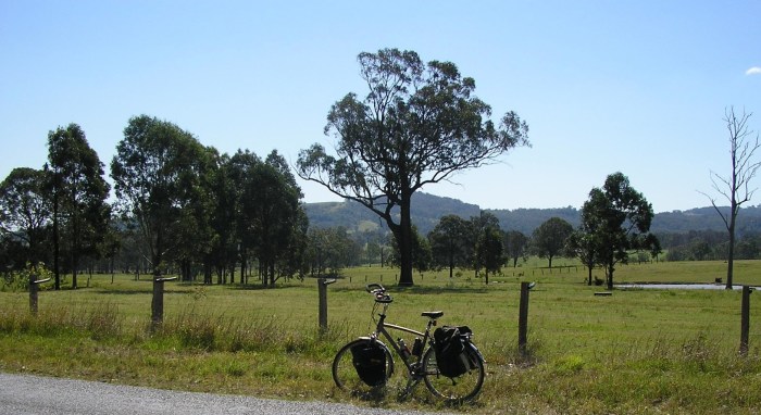 Gazelle near Dungog